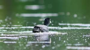 Attēlu rezultāti vaicājumam “Fulica atra adult”