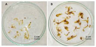 Attēlu rezultāti vaicājumam “Didymium crustaceum macro”