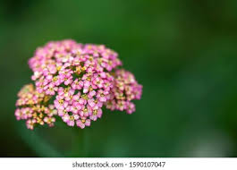 Attēlu rezultāti vaicājumam “Achillea salicifolia”