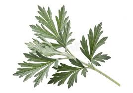 Attēlu rezultāti vaicājumam “Artemisia absinthium leaf”