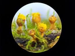 Attēlu rezultāti vaicājumam “Trichia erecta”