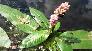 Attēlu rezultāti vaicājumam “Polygonum amphibium flower”