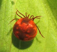 Attēlu rezultāti vaicājumam “Hydrachna”