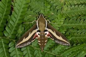 Attēlu rezultāti vaicājumam “Hyles gallii imago”