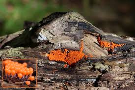 Attēlu rezultāti vaicājumam “Hemitrichia clavata macro”