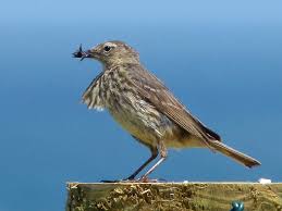 Image result for Anthus petrosus