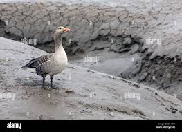 Attēlu rezultāti vaicājumam “Anser anser adult”