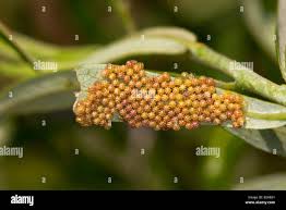 Attēlu rezultāti vaicājumam “Nymphalis antiopa”