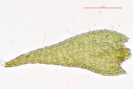 Attēlu rezultāti vaicājumam “Serpoleskea confervoides”
