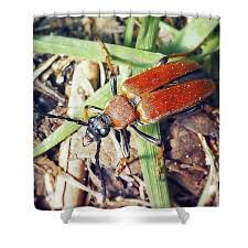 Attēlu rezultāti vaicājumam “Leptura rubra”