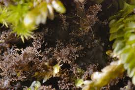 Attēlu rezultāti vaicājumam “Leptogium lichenoides”