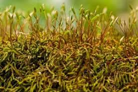 Attēlu rezultāti vaicājumam “Pleurocarpous mosses sporophyte”