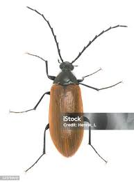 Attēlu rezultāti vaicājumam “Pseudocistela ceramboides”