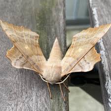 Attēlu rezultāti vaicājumam “Laothoe populi”