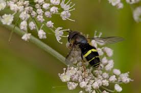 Attēlu rezultāti vaicājumam “Dasysyrphus tricinctus”