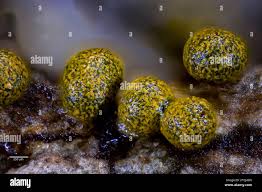 Attēlu rezultāti vaicājumam “Physarum leucophaeum sessile”