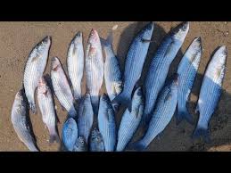 Image result for Chelon tricuspidens