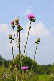 Attēlu rezultāti vaicājumam “Cirsium heterophyllum flower”
