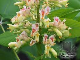 Attēlu rezultāti vaicājumam “Aesculus flava”