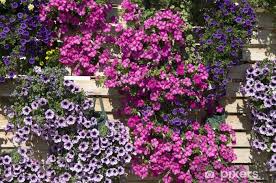 Image result for Petunie