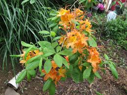Attēlu rezultāti vaicājumam “Rhododendron calendulaceum flower”