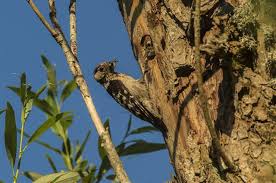 Attēlu rezultāti vaicājumam “Dendrocopos minor”