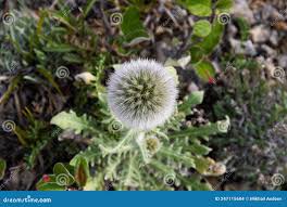 Attēlu rezultāti vaicājumam “Echinops sphaerocephalus leaf”