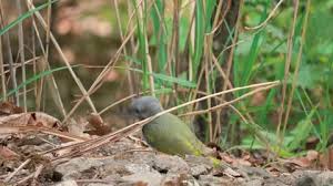 Attēlu rezultāti vaicājumam “Picus canus female”