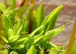 Attēlu rezultāti vaicājumam “Tortula lingulata”