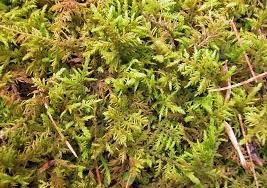 Attēlu rezultāti vaicājumam “Mnium marginatum”