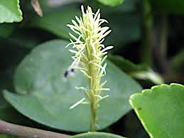 Attēlu rezultāti vaicājumam “Carex dioica male flower”
