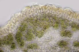 Attēlu rezultāti vaicājumam “Parmeliella triptophylla”