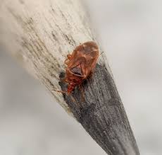 Attēlu rezultāti vaicājumam “Pinthaeus sanguinipes”