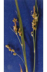 Attēlu rezultāti vaicājumam “Carex arenaria  fruit”