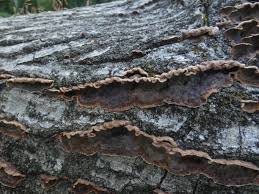 Attēlu rezultāti vaicājumam “Hymenochaete tabacina”