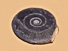 Attēlu rezultāti vaicājumam “Planorbis planorbis”