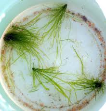 Attēlu rezultāti vaicājumam “Enteromorpha sp.”