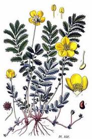 Image result for Potentilla anserina