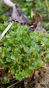 Attēlu rezultāti vaicājumam “Blasia pusilla sporophyte”