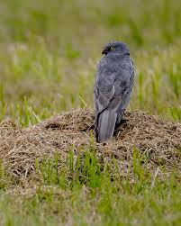 Attēlu rezultāti vaicājumam “Circus pygargus”