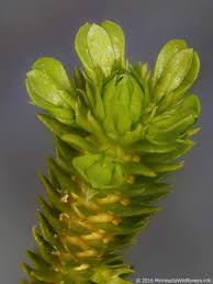 Attēlu rezultāti vaicājumam “Huperzia selago”