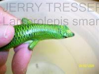 Risultati immagini per dasia smaragdina