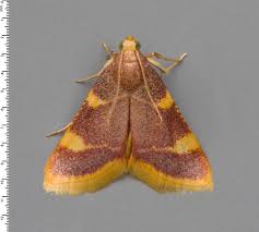 Attēlu rezultāti vaicājumam “Hypsopygia costalis”