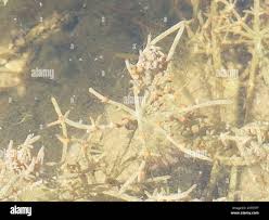 Attēlu rezultāti vaicājumam “Chara tomentosa”