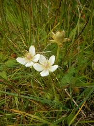 Attēlu rezultāti vaicājumam “Parnassia palustris bud”