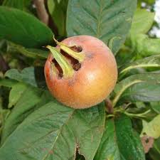 Attēlu rezultāti vaicājumam “Mespilus germanica fruit”