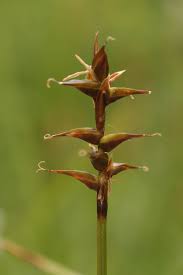 Attēlu rezultāti vaicājumam “Carex davalliana”