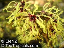 Attēlu rezultāti vaicājumam “Hamamelis mollis”