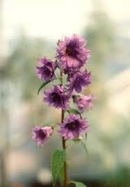 Image result for Campanula trachelium