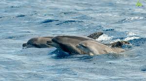 Image result for Tursiops truncatus